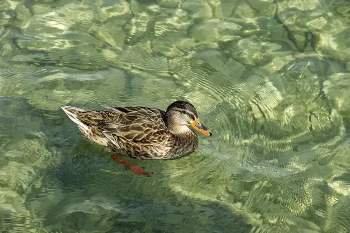 Framed Print : Mallard (Anas platyrhynchos), Lake Starnberg