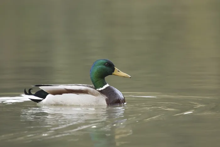 Framed Print : Mallard (Anas platyrhynchos) male