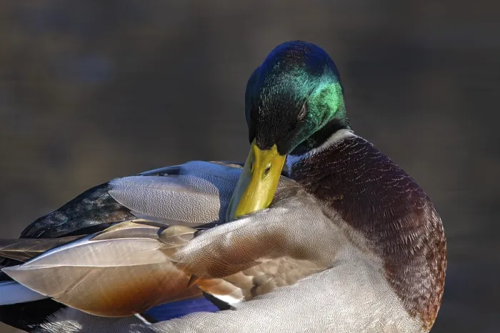 Framed Print : Mallard (Anas platyrhynchos), male Framed Print : Mallard (Anas platyrhynchos), male