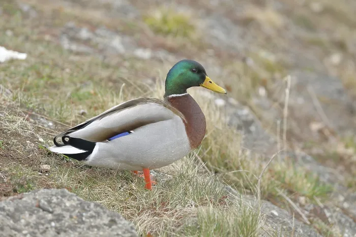 Framed Print : Mallard (Anas platyrhynchos), male Framed Print : Mallard (Anas platyrhynchos), male