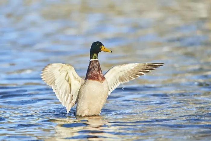 Framed Print : Mallard (Anas platyrhynchos) male on a lake Framed Print : Mallard (Anas platyrhynchos) male on a lake