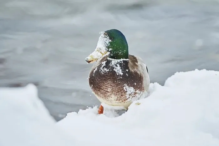 Framed Print : Mallard (Anas platyrhynchos) male on the shore in the snow Framed Print : Mallard (Anas platyrhynchos) male on the shore in the snow