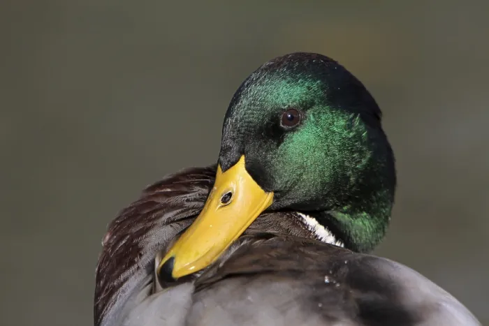 Framed Print : Mallard drake