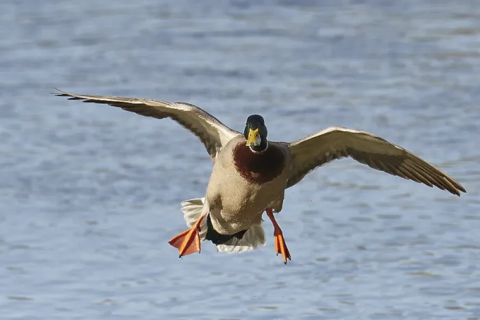 Framed Print : Mallard drake in flight. Male mallard in flight Framed Print : Mallard drake in flight. Male mallard in flight