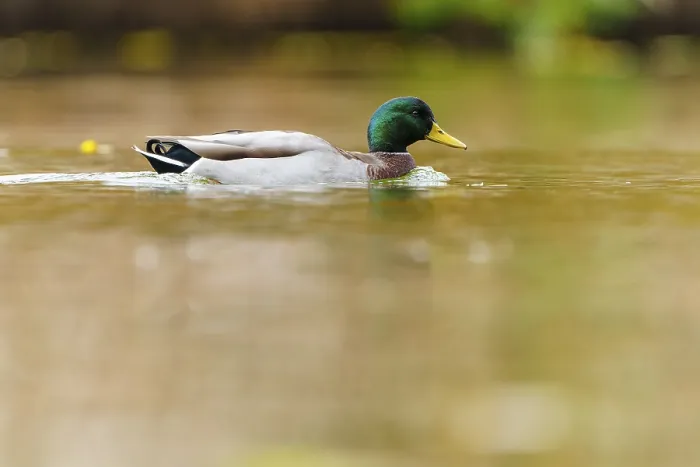 Framed Print : Mallard drake glides calmly through golden water