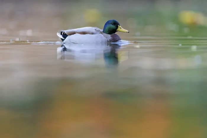 Framed Print : Mallard drake on still water with soft reflections Framed Print : Mallard drake on still water with soft reflections