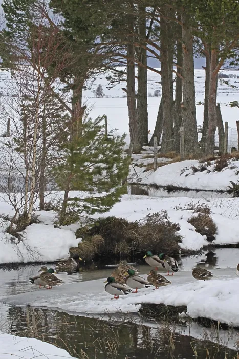 Framed Print : Mallard Duck (Anas platyrhynchos) flock