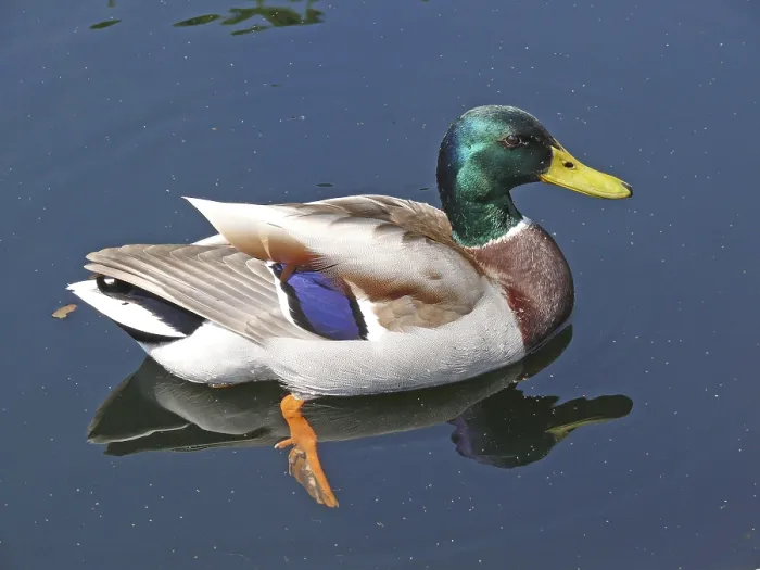 Framed Print : Mallard, duck, ducks, water, pond Framed Print : Mallard, duck, ducks, water, pond