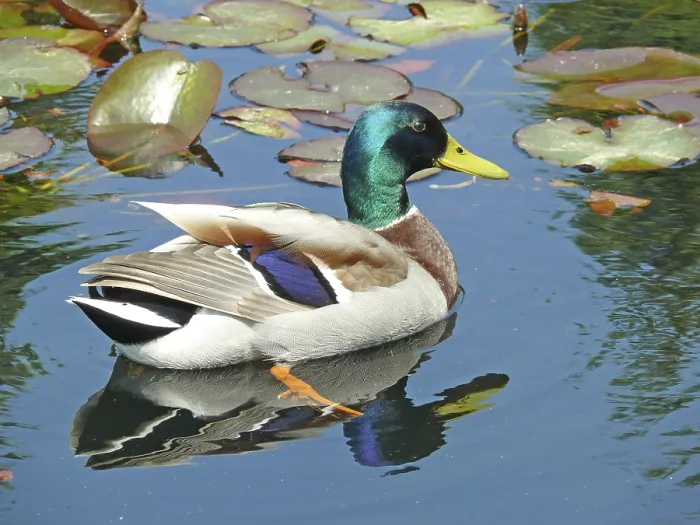 Framed Print : Mallard, duck, ducks, water, pond