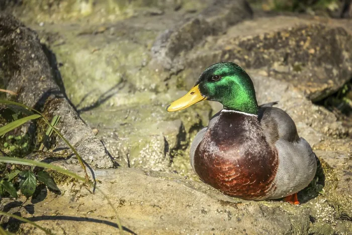 Framed Print : Mallard duck sitting on a rock in Rookery in Streatham Park