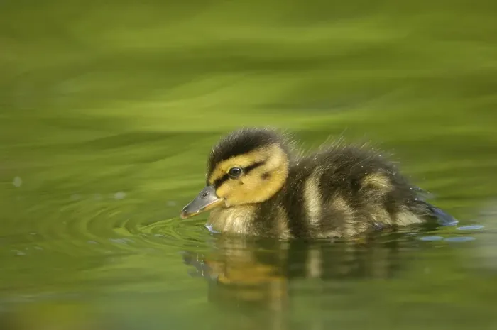 Framed Print : Mallard duckling (Anas plathyrrynchos) Framed Print : Mallard duckling (Anas plathyrrynchos)