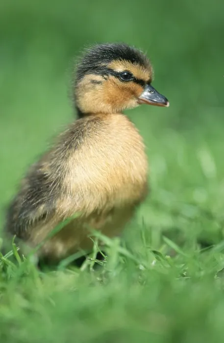 Framed Print : Mallard, duckling, North Rhine-Westphalia
