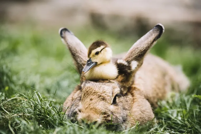 Framed Print : Mallard duckling sitting hares head green grass Framed Print : Mallard duckling sitting hares head green grass