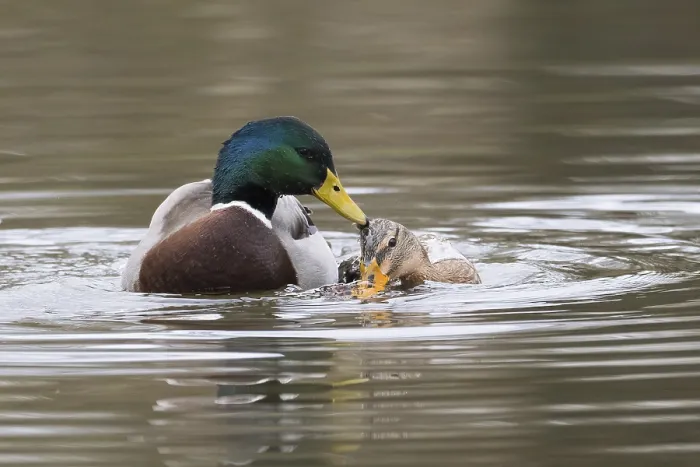 Framed Print : Mallard ducks (anas platyrhynchos)