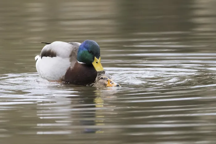Framed Print : Mallard ducks (anas platyrhynchos) mating