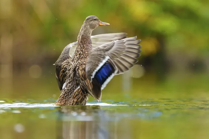 Framed Print : The mallard rises in water, the blue wing mirror shines in soft light Framed Print : The mallard rises in water, the blue wing mirror shines in soft light