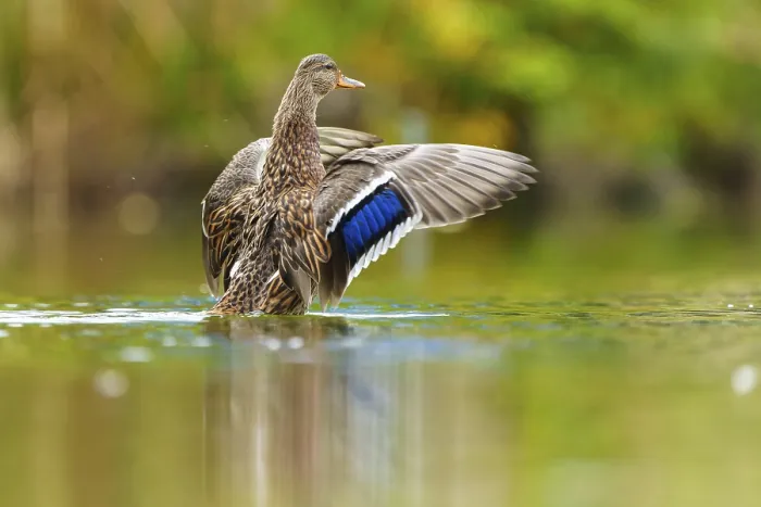 Framed Print : A mallard stretches its wings, the blue wing mirror glows over calm green water