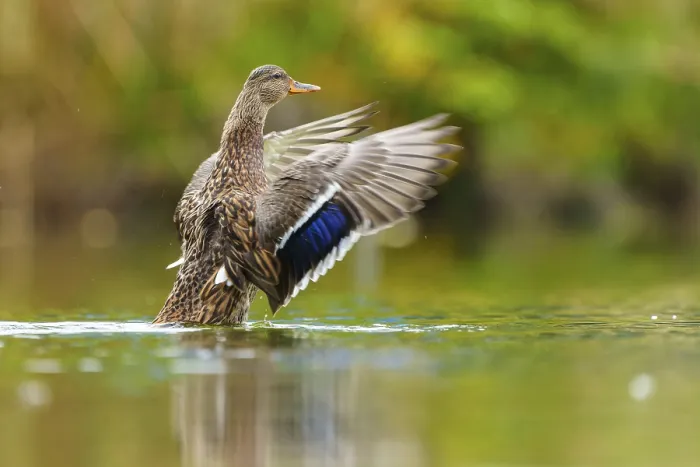 Framed Print : The mallard stretches its wings and is reflected in the soft green of still water Framed Print : The mallard stretches its wings and is reflected in the soft green of still water