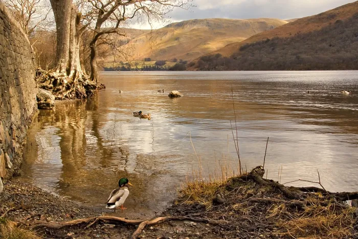 Framed Print : A Mallard At Ullswater
