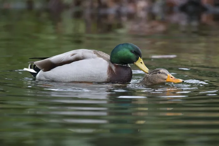 Framed Print : Mallards (Anas platyrhinchos), mating