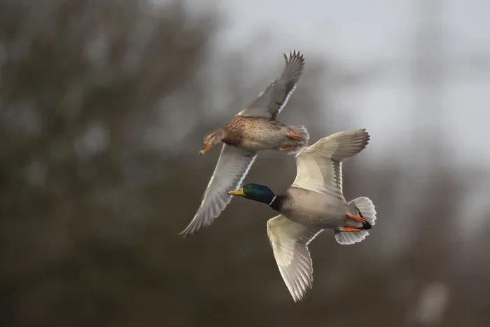 Framed Print : Mallards (Anas platyrhynchos) in flight