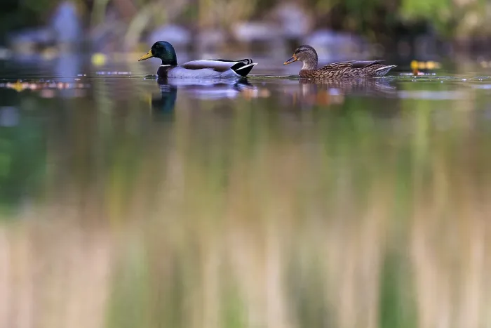 Framed Print : Two mallards swim sideways in front of reed-like reflections in muted shades of green and brown Framed Print : Two mallards swim sideways in front of reed-like reflections in muted shades of green and brown