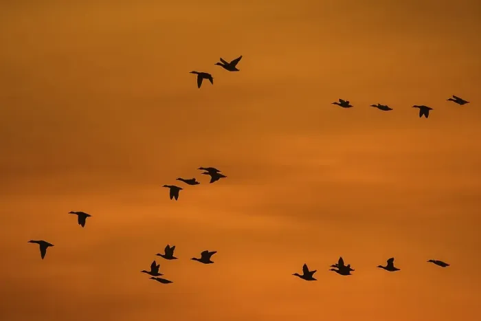 Framed Print : Mallards, wild ducks (Anas platyrhynchos) flock in flight silhouetted against orange sunset sky in winter