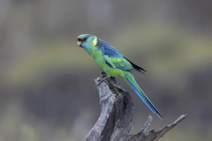 Framed Print : Mallee Ringneck (Barnardius zonarius barnardi) male perched on an old tree stump