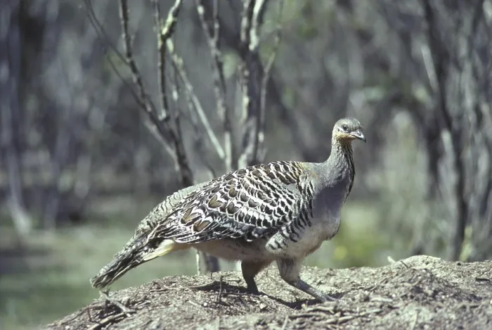 Framed Print : Malleefowl, thermometer chicken Framed Print : Malleefowl, thermometer chicken