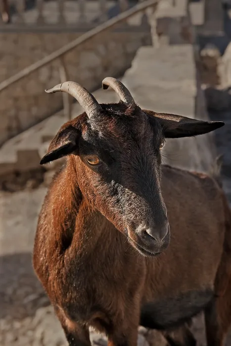 Framed Print : Mallorcan wild goat Framed Print : Mallorcan wild goat