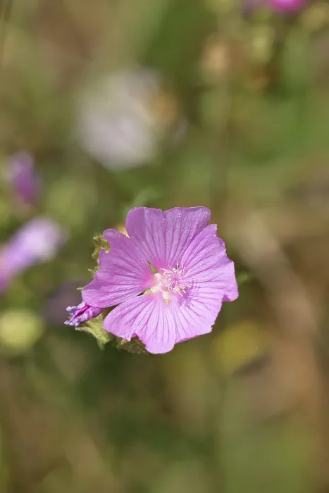 Framed Print : Mallow, musk mallow (Malva moschata)
