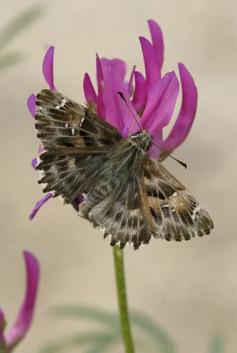 Framed Print : Mallow Skipper (Carcharodus alceae) Framed Print : Mallow Skipper (Carcharodus alceae)