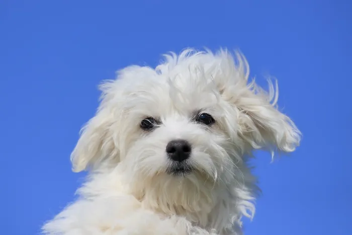 Framed Print : Maltese domestic dog (Canis lupus familiaris)