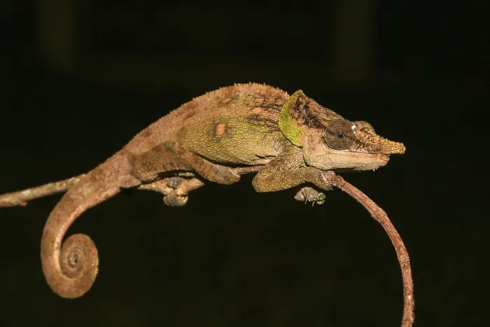 Framed Print : Malthe Chameleon (Calumma malthe) male