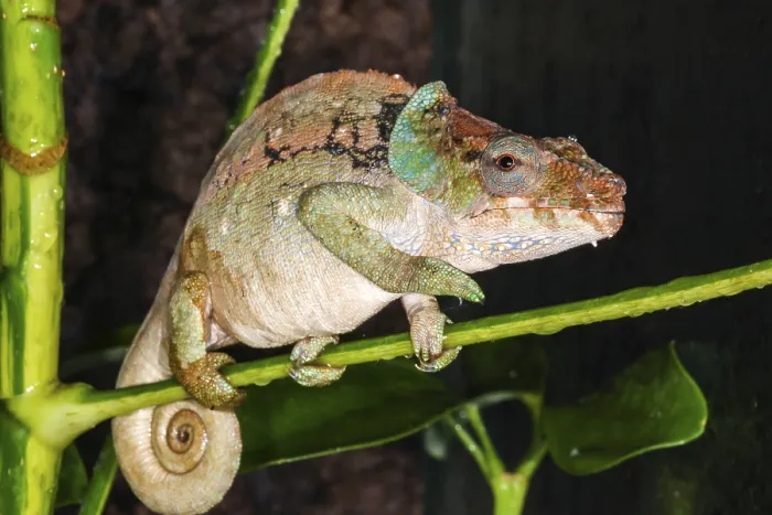 Framed Print : Malthe's chameleon (Calumma malthe) in terrarium
