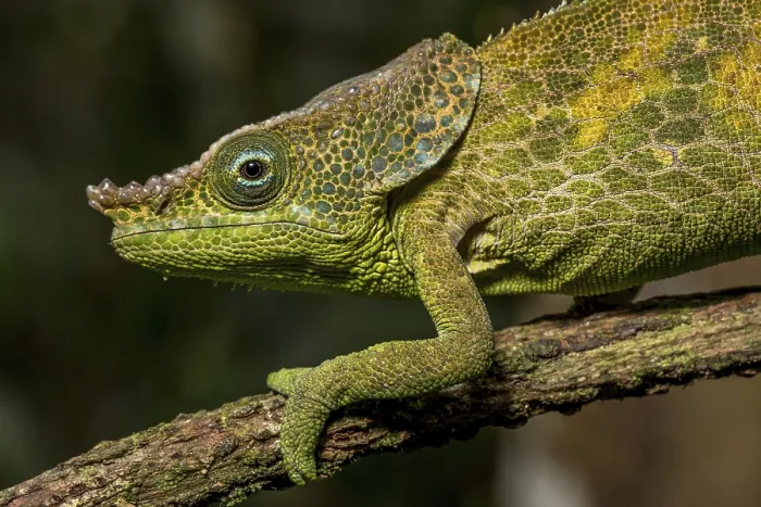 Framed Print : Malthes elephant-eared chameleon (Calumma cf)