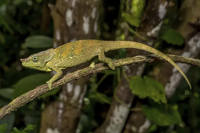 Framed Print : Malthes elephant-eared chameleon (Calumma cf) Framed Print : Malthes elephant-eared chameleon (Calumma cf)