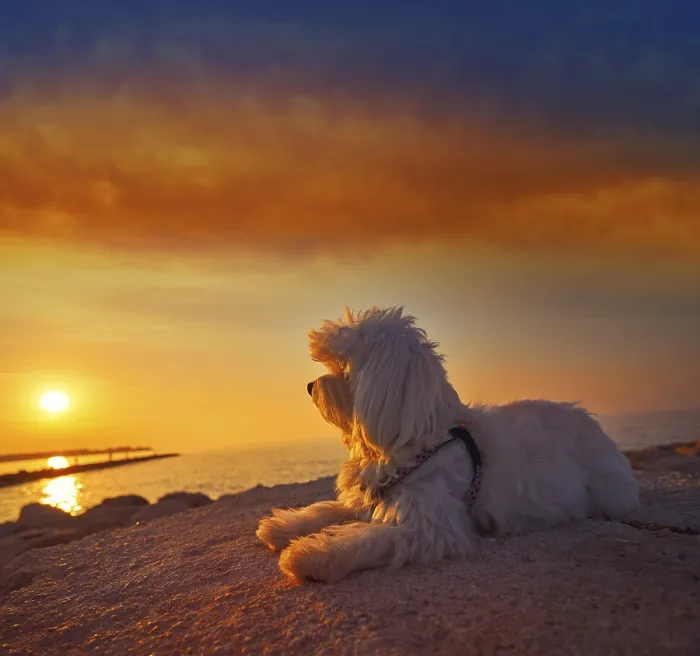 Framed Print : Maltichon pet dog relaxed looking sunset in a beach