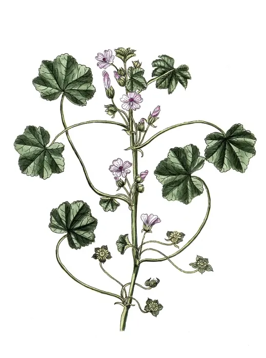 Framed Print : Malva rotundifolia, Malva pusilla Framed Print : Malva rotundifolia, Malva pusilla