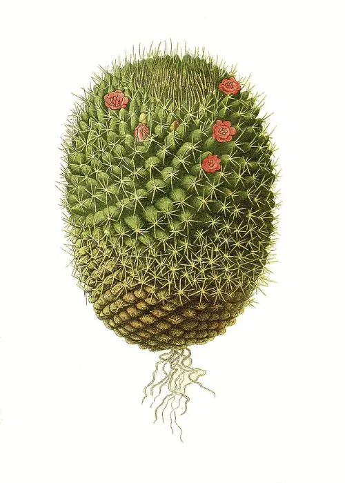 Framed Print : Mamillaria pusilla, Mamillaria rhodantha