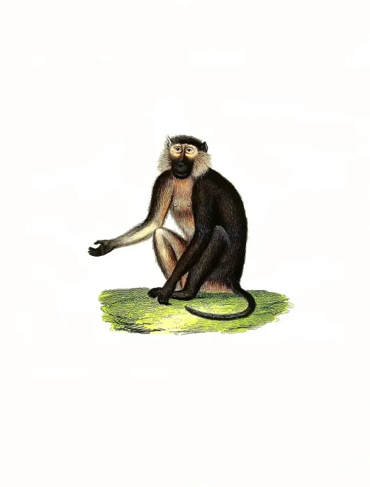 Framed Print : Mammals, Anubis baboon (Papio anubis) or olive baboon (Cynocephalus) anubis
