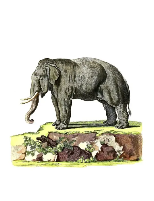 Framed Print : Mammals, Asian elephant (Elephas maximus)