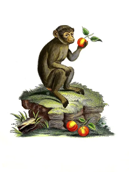 Framed Print : Mammals, barbary macaque (Macaca sylvanus) Framed Print : Mammals, barbary macaque (Macaca sylvanus)