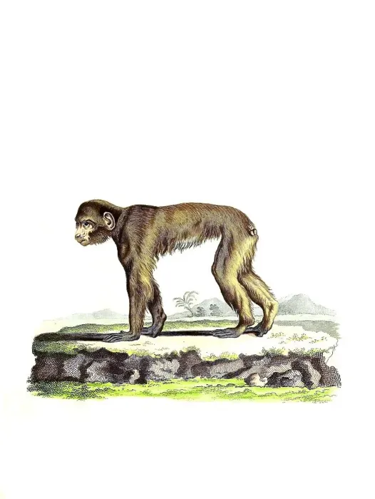 Framed Print : Mammals, Barbary macaque, Simia pithecus Framed Print : Mammals, Barbary macaque, Simia pithecus