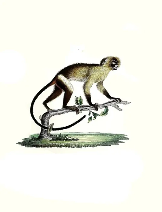 Framed Print : Mammals, Black-tailed marmoset (Callithrix melanura) Framed Print : Mammals, Black-tailed marmoset (Callithrix melanura)