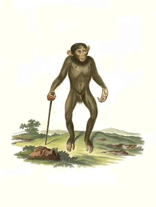 Framed Print : Mammals, Bornesian orangutan (Pongo pygmaeus) Framed Print : Mammals, Bornesian orangutan (Pongo pygmaeus)