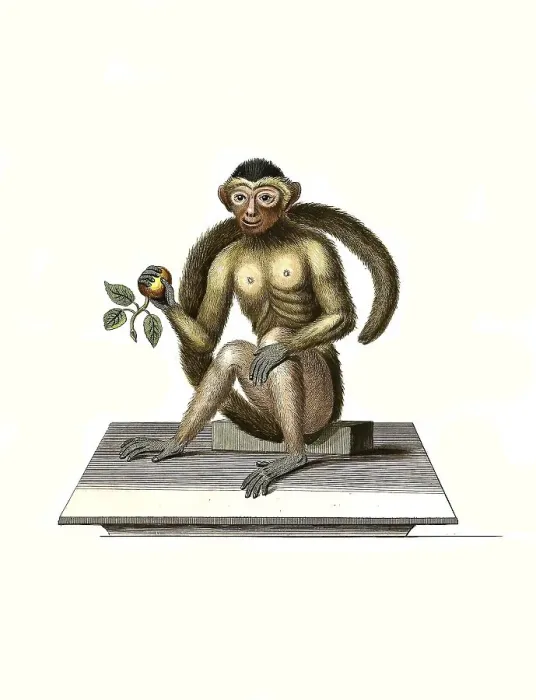 Framed Print : Mammals, Bush-tailed monkey, Simia trepida Framed Print : Mammals, Bush-tailed monkey, Simia trepida