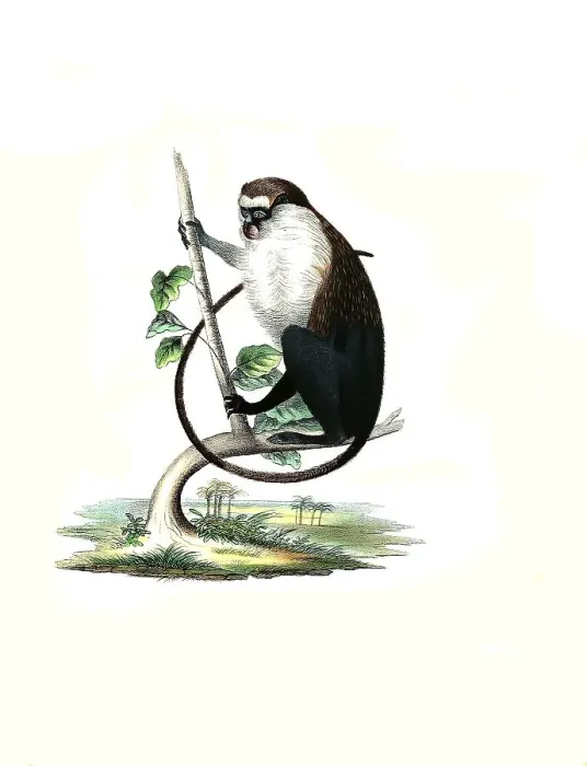 Framed Print : Mammals, campbell's mona monkey (Cercopithecus campbelli) Framed Print : Mammals, campbell's mona monkey (Cercopithecus campbelli)