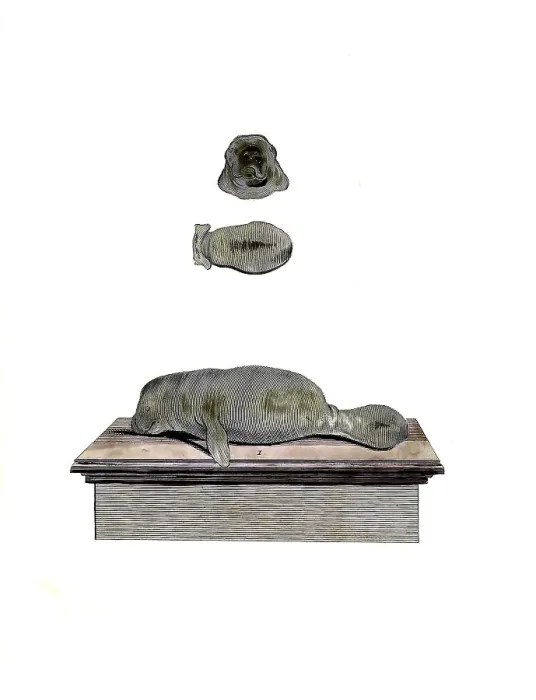 Framed Print : Mammals, Caribbean manatee, Trichecus manatus