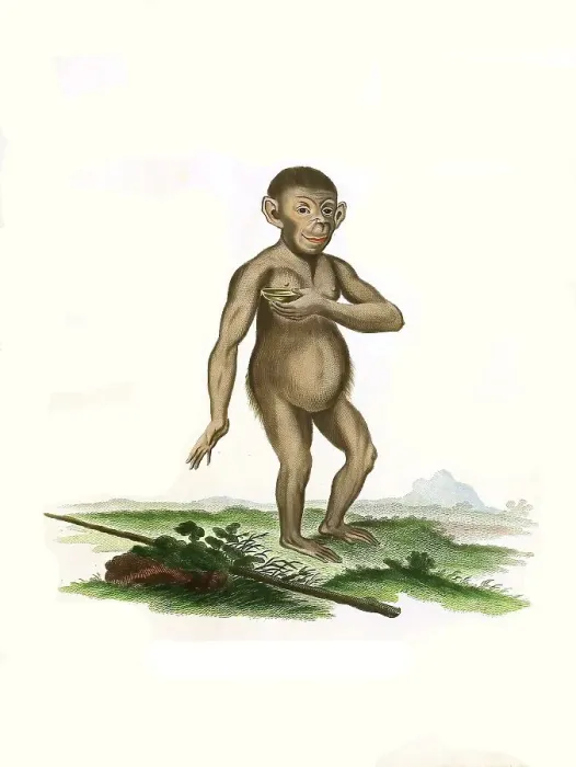 Framed Print : Mammals, Chimpanzee, Simia troglodytes (Pan troglodytes)